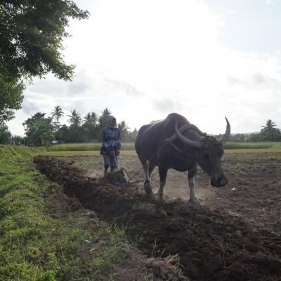 InteRed Filipinas 239